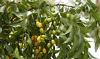 Neem Fruit